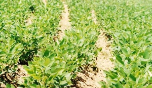 Maize planatation